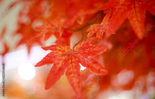 Meple leaf in nature. photo