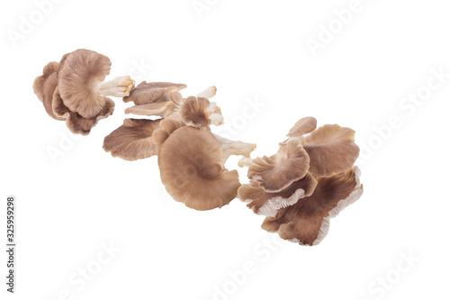 fresh oyster mushrooms isolated on white background