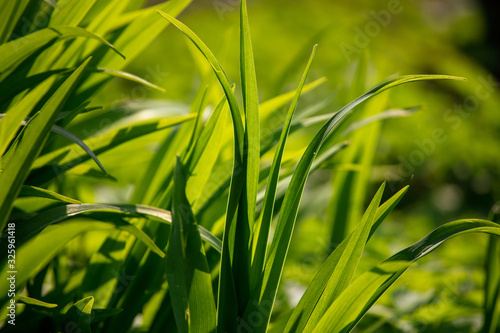 Green grass on nature as a background