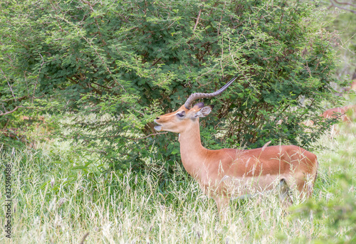 Impala ram doing a mating call to attract females isolated in the wild image in horizontal format © Richard