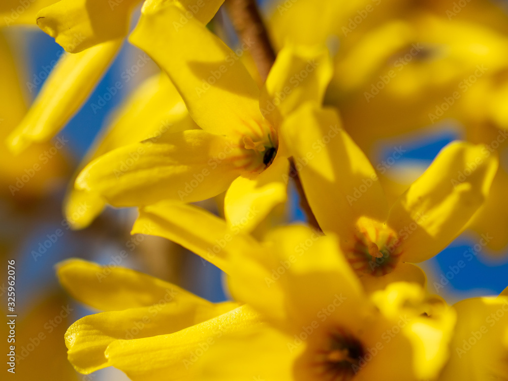 Yellow flower in the park in spring Yellow flower in the park in spring