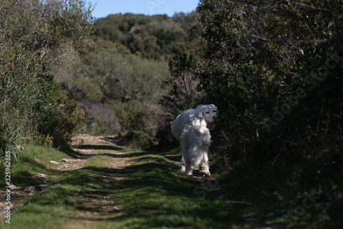 Kirbi the Kuvasz Dog walking on the Corsican Maquis