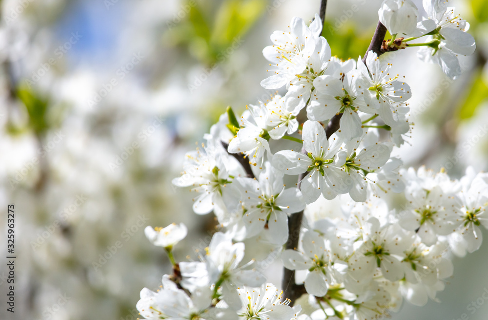 White flowers on a fruit tree on nature White flowers on a fruit tree on nature