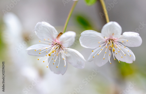White flowers on a fruit tree on nature