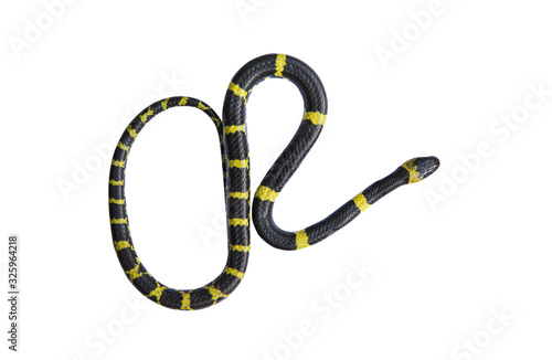 Banded krait or bungarus fasciatus snake isolated on white background top view closeup single photo