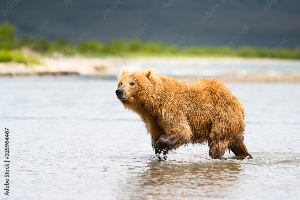 Ruling the landscape, brown bears of Kamchatka (Ursus arctos beringianus) Ruling the landscape, brown bears of Kamchatka (Ursus arctos beringianus)