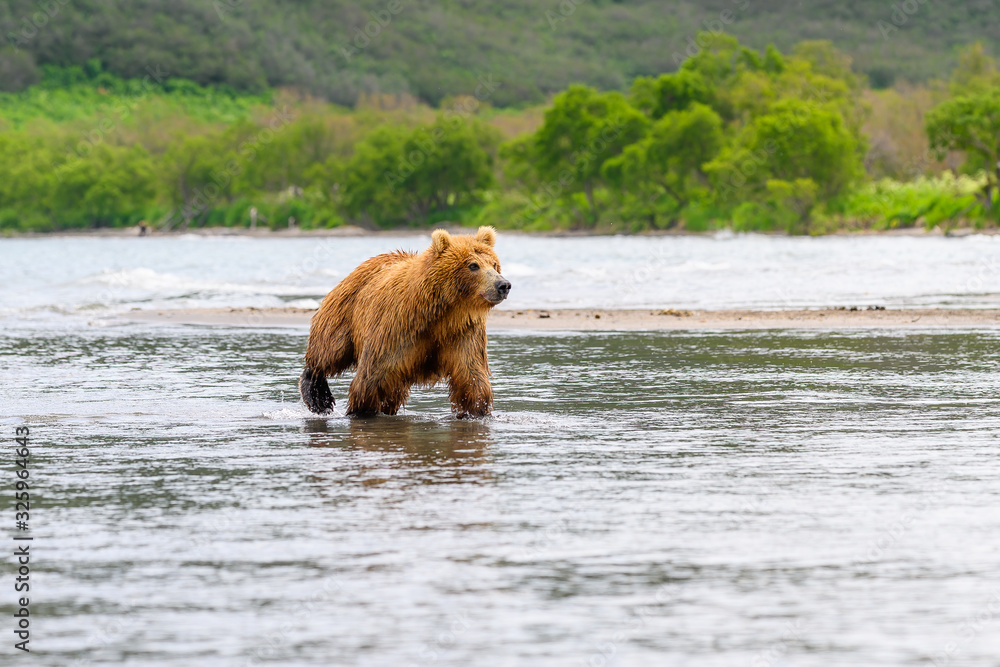 Ruling the landscape, brown bears of Kamchatka (Ursus arctos beringianus) Ruling the landscape, brown bears of Kamchatka (Ursus arctos beringianus)
