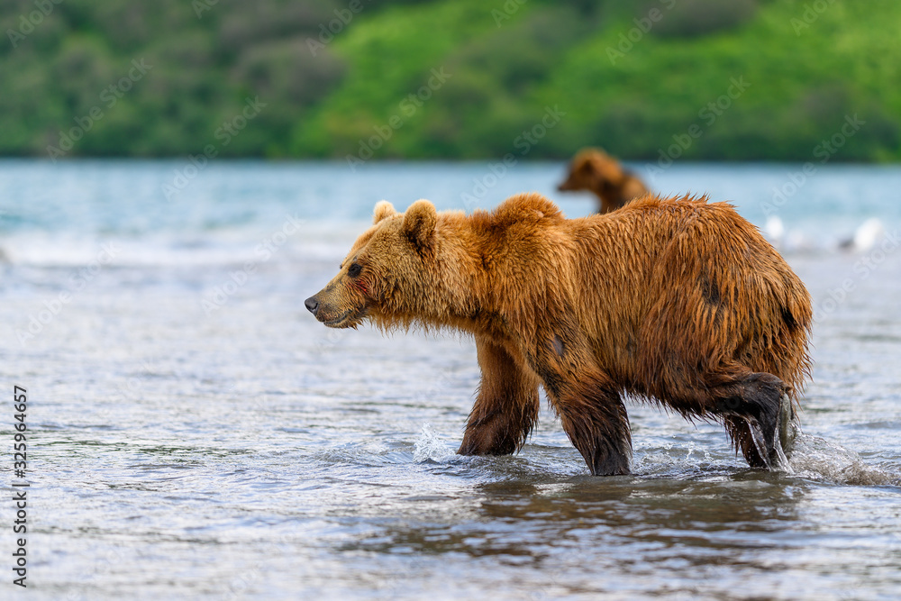 Ruling the landscape, brown bears of Kamchatka (Ursus arctos beringianus) Ruling the landscape, brown bears of Kamchatka (Ursus arctos beringianus)