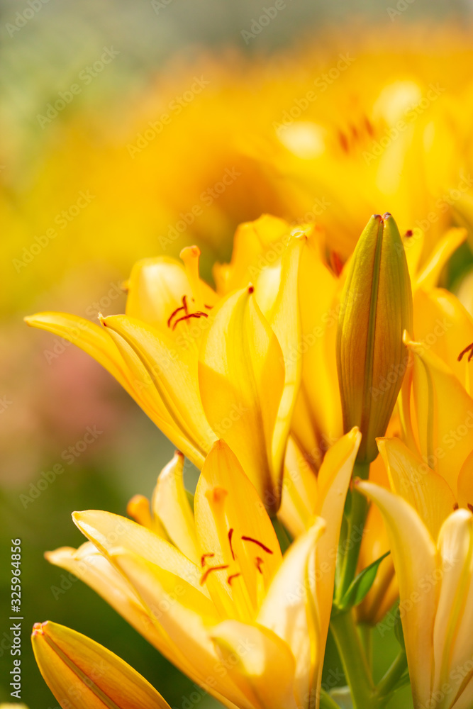 Obraz premium Yellow flower in the park.