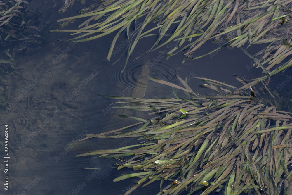 big fish hiding from the fisherman in the algae under the water big fish hiding from the fisherman in the algae under the water