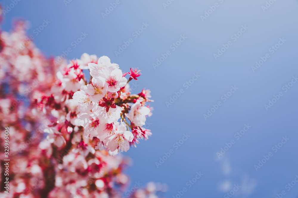 桜 カンザクラ 青空 日本 横 桜 カンザクラ 青空 日本 横