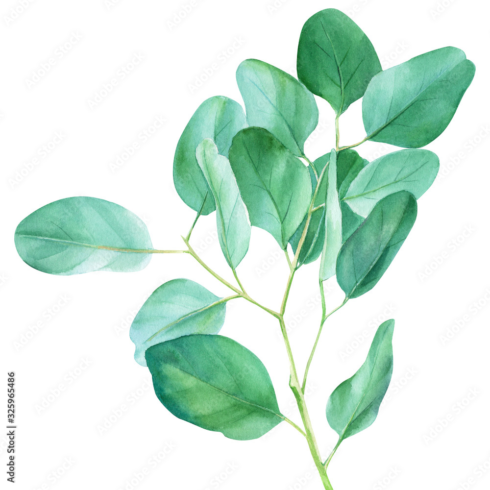 Eucalyptus branches and leaves, watercolor illustration, green leaves on an isolated white background - obrazy, fototapety, plakaty 
