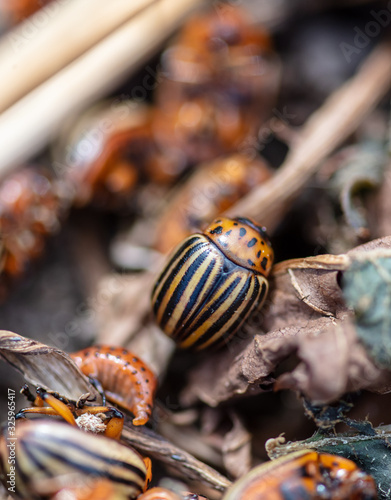 Dead Colorado beetles are lying on the ground