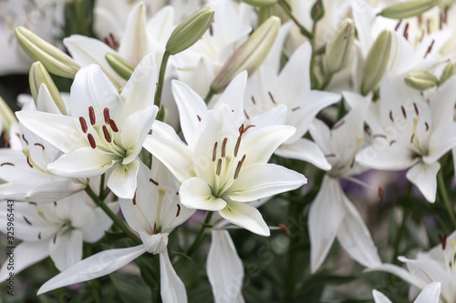 White flower in the park.