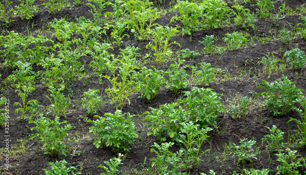 Tomato pieces grow on the ground. Tomato pieces grow on the ground.