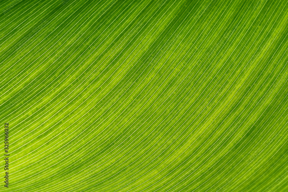 Green leaf closeup Green leaf closeup