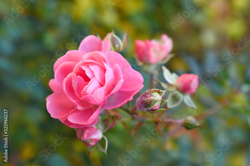 The sprig of pink roses