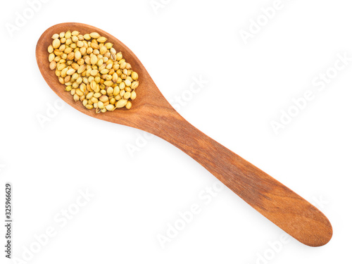 Spice coriander (Coriandrum sativum) in wooden spoon on white isolated background. Diet and weight loss concept