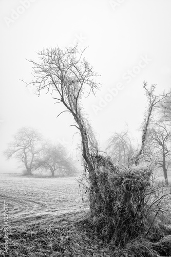 Wallpaper Mural Trees in winter with hoarfrost Torontodigital.ca