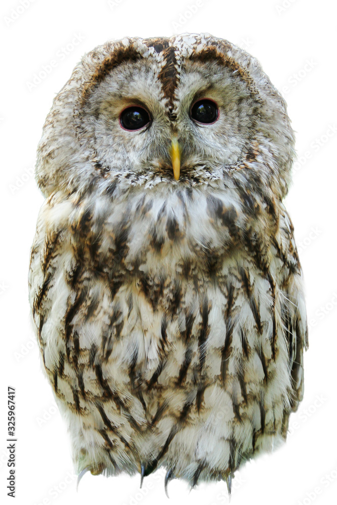 Fototapeta premium Single isolated owl on plain backdrop