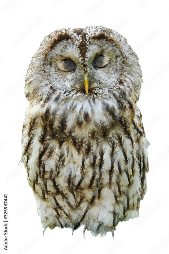 Fototapeta premium One owl with closed eyes, isolated on white backdrop