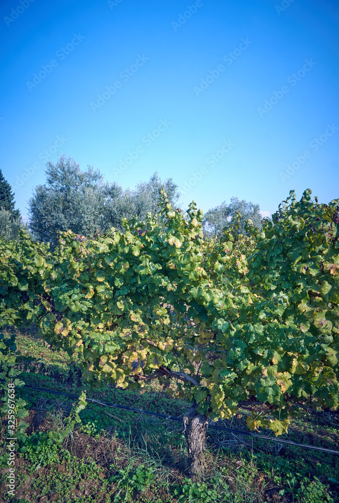 Vineyard in the early Autumn after harvesting