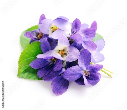 Fototapeta Naklejka Na Ścianę i Meble -  Wild violet flowers