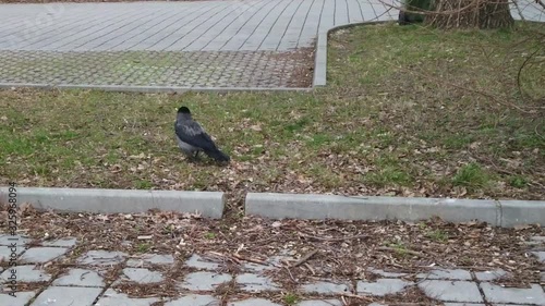 Standing crow or raven on a parking lot in Vienna, Austria photo