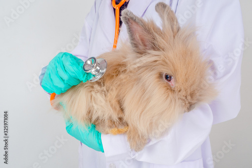 Fototapeta Naklejka Na Ścianę i Meble -  Veterinary doctor wearing green gloves holding a brown furry bunny cute fluffy kind that already use stethoscope examination of the injury rabbits in the clinic or hospital.