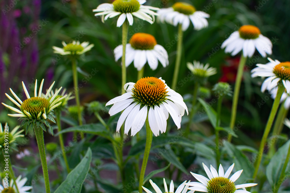 Close-up of a daisy flower (Bellis perennis) with white petals in a flowerbed of the field of Czech Republic Close-up of a daisy flower (Bellis perennis) with white petals in a flowerbed of the field of Czech Republic
