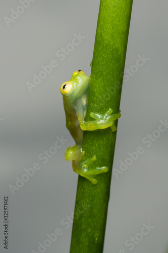 Glass frog on a plant