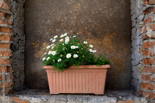 Close-up of daisy flowers in a pot standing in a brickwall niche against a rusty background