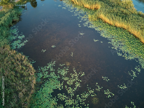 Aerial view over the pond with a growing lotus.