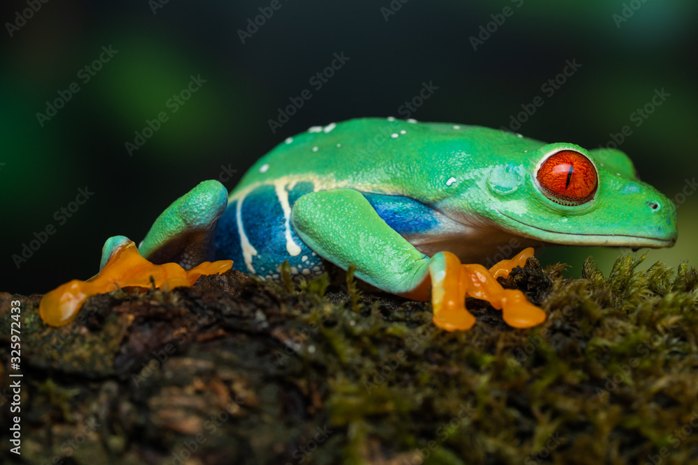 Fototapeta Red eyed tree frog sitting on a mossy branch