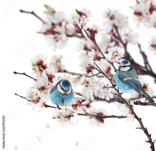 blue color tits on cherry tree spring branch