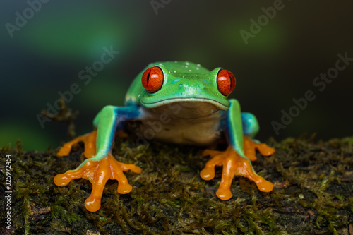 Red eyed tree frog sitting on a mossy branch