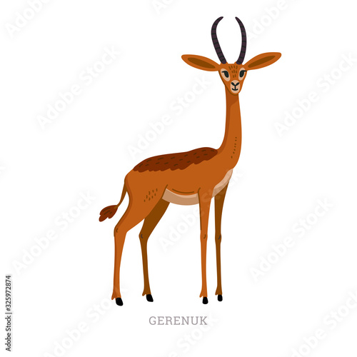 Rare animals collection. Gerenuk, Litocranius walleri. African long-necked antelope or giraffe gazelle. Flat style vector illustration isolated on white background.