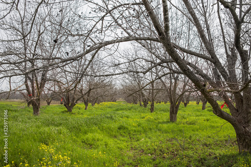 Fruit trees in the orchard surrounded by blooming yellow flowers