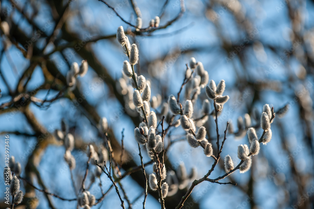 Weidenkätzchen vor blauem Himmel Weidenkätzchen vor blauem Himmel