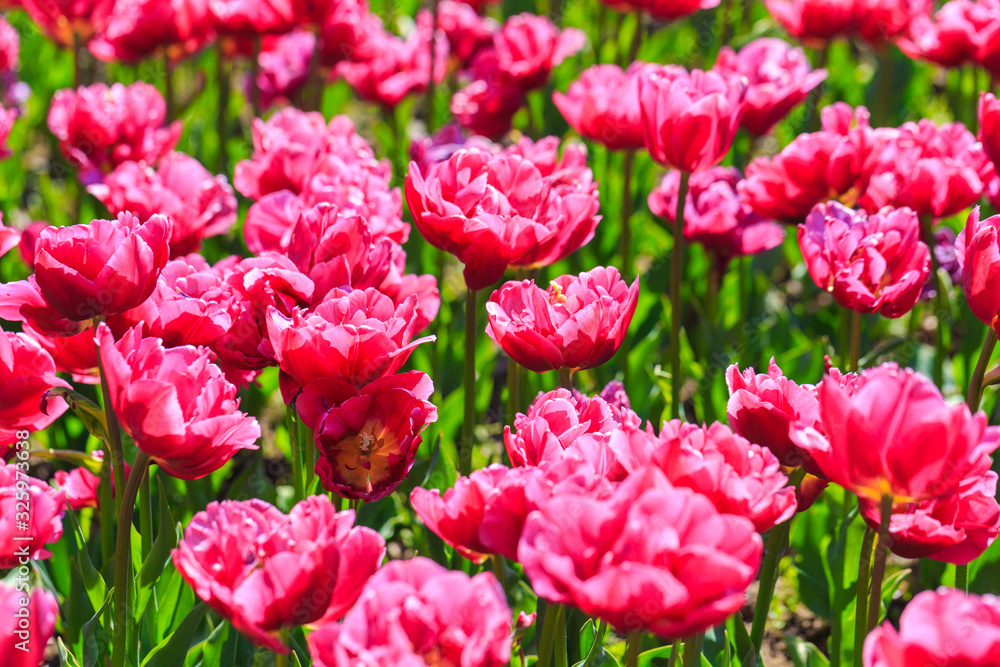 Closeup of pink tulips flowers with green leaves in the park outdoor. Closeup of pink tulips flowers with green leaves in the park outdoor.
