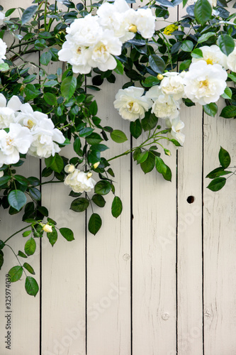 Fototapeta Naklejka Na Ścianę i Meble -  Wild roses on bright wooden fence background with copyspace