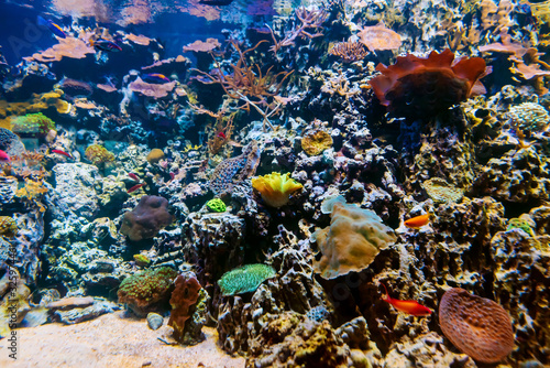 exotic tropical fish swim between coral reefs and algae in an aquarium