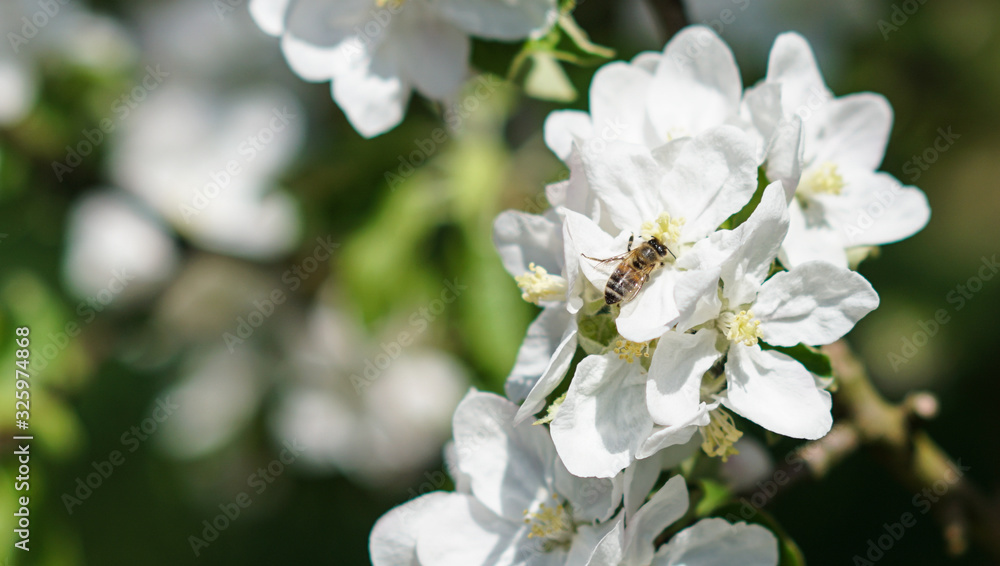 Obraz premium Frühling in der Natur