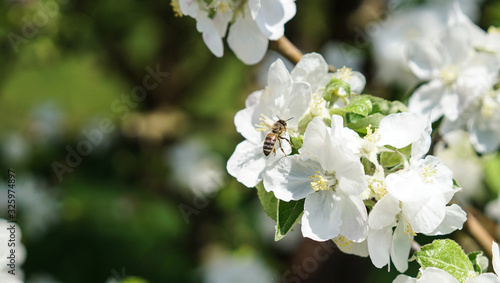 Frühling in der Natur