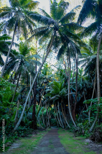 Pathway in palm tree jungle