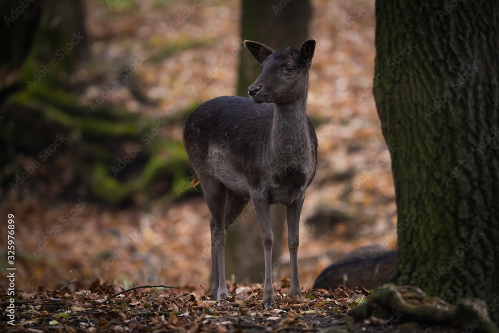 Melanistic european fallow deer in a forest Melanistic european fallow deer in a forest