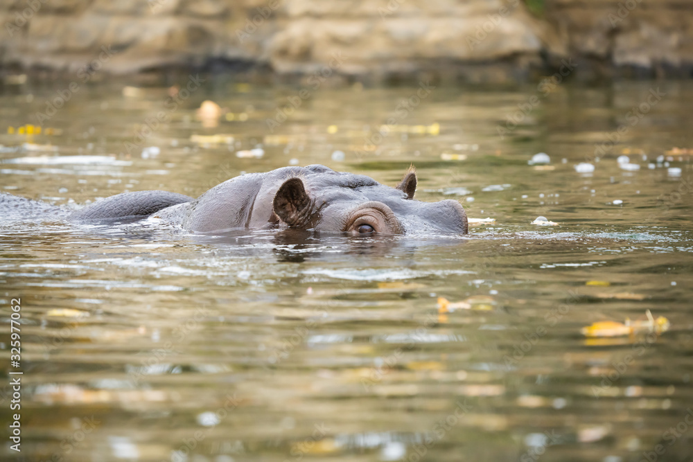 Closeup of a hippo emerging from a body of water Closeup of a hippo emerging from a body of water