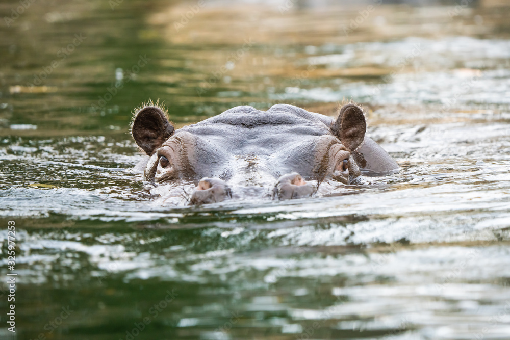 Fototapeta premium Closeup of a hippo emerging from a body of water