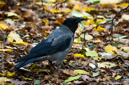 Hooded crow looking for food on the forest floor