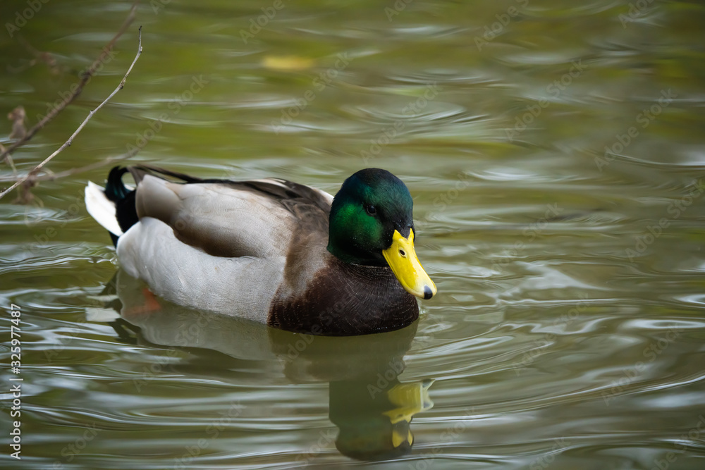 Fototapeta premium Male mallard duck on a lake